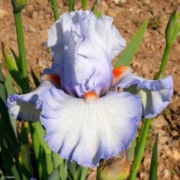 Iris germanica Babbling Brook - Iris des Jardins