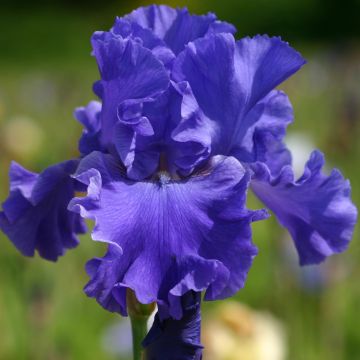 Iris germanica Yaquina Blue -  Iris des Jardins