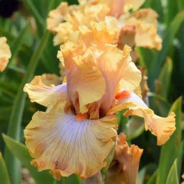 Iris germanica Ambertine - Grand Iris des Jardins