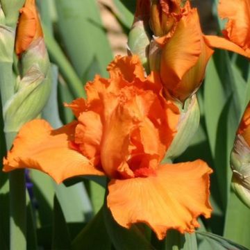 Iris germanica Poil De Carotte - Iris de bordure