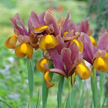 Iris de Hollande Bronze Queen