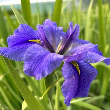 Iris laevigata Queen Victoria