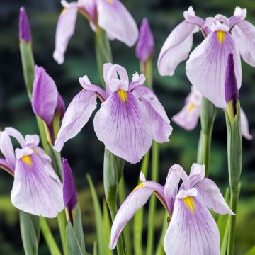 Iris laevigata Rose Queen - Iris d'eau japonais