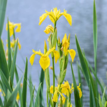 Iris pseudacorus