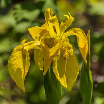 Iris pseudacorus Plena - Iris des marais
