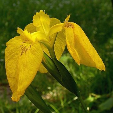 Iris des marais - Iris pseudacorus Variegata