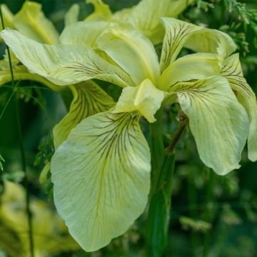 Iris pseudacorus var. bastardii - Iris des marais