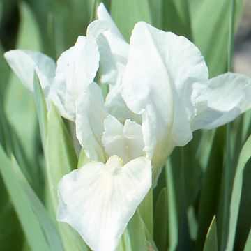 Iris pumila Crispy - Iris des Jardins nain ou miniature