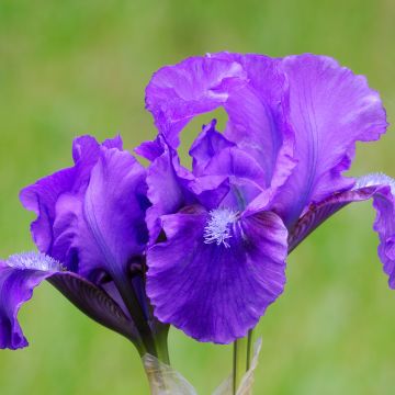 Iris pumila Smell The Roses - Iris nain ou de rocaille remontant