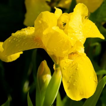 Iris pumila Brassie - Iris nain ou de rocaille