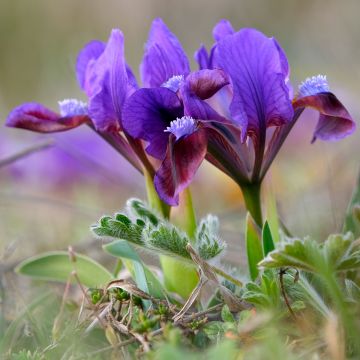 Iris pumila Daring Do - Iris nain ou de rocaille
