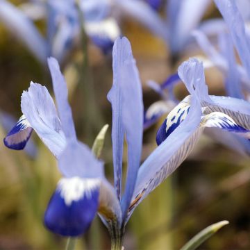 Iris reticulata Clairette - Iris réticulé