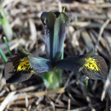 Iris reticulata Down to Earth - Iris réticulé