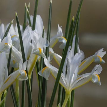 Iris reticulata Natascha