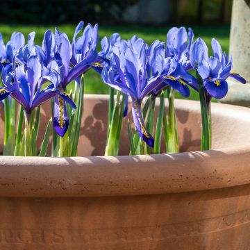 Iris reticulata White Caucasus - Iris réticulé 