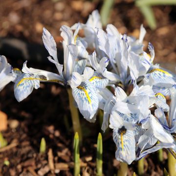 Iris reticulata Alida - Iris réticulé