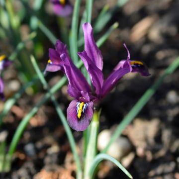 Iris reticulata Alida - Iris réticulé