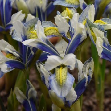 Iris reticulata Sea Breeze