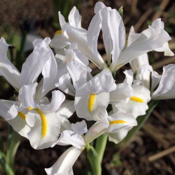 Iris reticulata White Caucasus - Iris réticulé 