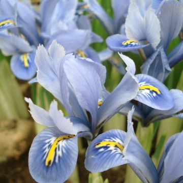 Iris reticulata Blue Planet - Iris réticulé