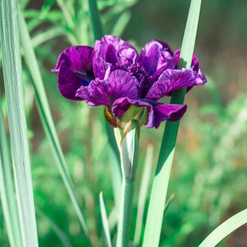 Iris sibirica Bundle of Joy - Iris de Sibérie