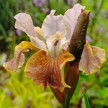 Iris sibirica Tipped in Blue - Iris de Sibérie