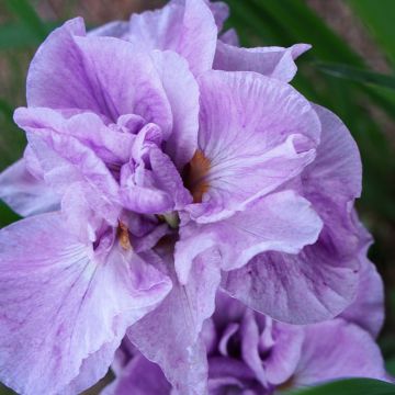 Iris sibirica Imperial Opal - Iris de Sibérie