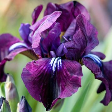 Iris sibirica Tipped in Blue - Iris de Sibérie