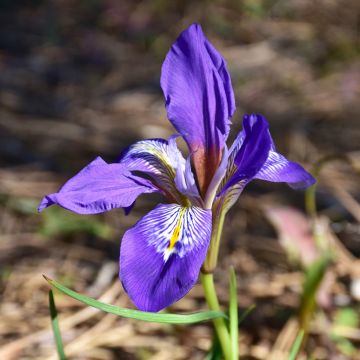 Iris unguicularis - Iris d'Alger
