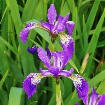 Iris versicolor Kermesina