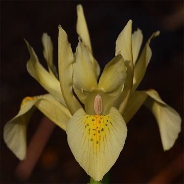 Iris winogradowii - Iris botanique