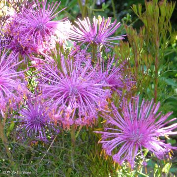 Isopogon formosus