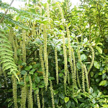 Itea ilicifolia