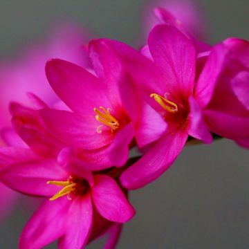 Ixia Venus - Lis des blés