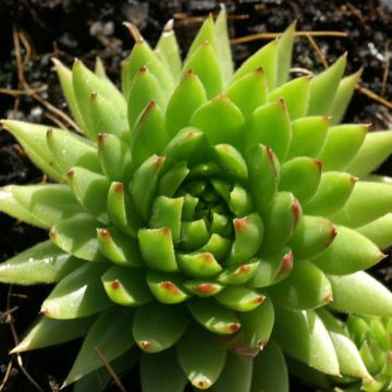 Sempervivum Pseudo-ornatum - Joubarbe rouge et verte