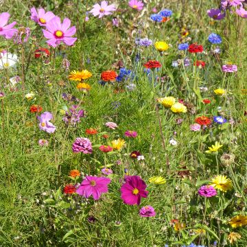 Jachère Fleurs des près - Boîte pour 300 à 600 m²