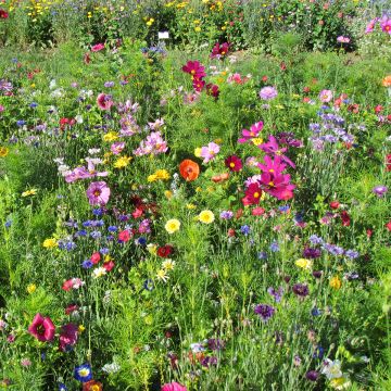 Jachère de fleurs hautes Couleurs de France production française