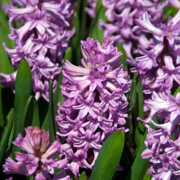 Jacinthe Pink Pearl