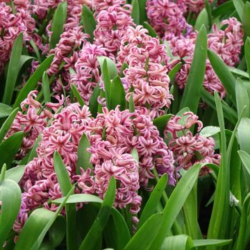 Jacinthe Pink Pearl