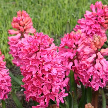 Jacinthe Jan Bos rouge préparée pour le forçage