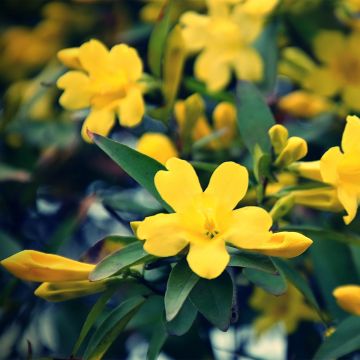 Jasmin étoilé d'Afrique, Jasmin sauvage étoilé, Jasminum multipartitum :  planter, cultiver, multiplier