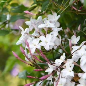 Jasminum officinale Clotted Cream - Jasmin parfumé