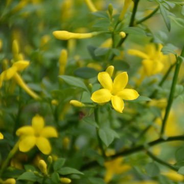 Jasminum fruticans Stellar - Jasmin jaune