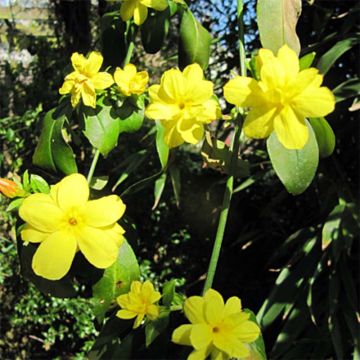 Jasmin primevère - Jasminum mesneyi