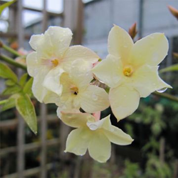 Jasmin étoilé d'Afrique, Jasmin sauvage étoilé, Jasminum multipartitum :  planter, cultiver, multiplier