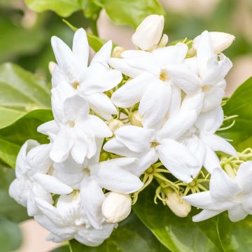 Jasmin d'Arabie - Jasminum sambac