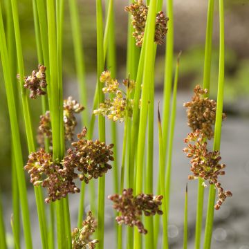 Juncus effusus Spiralis - Jonc spiralé