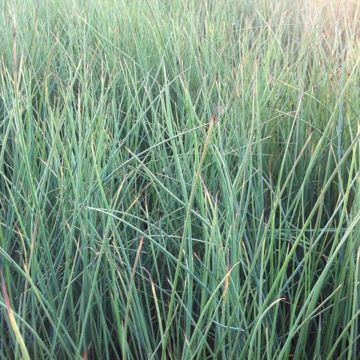 Juncus inflexus - Jonc des jardiniers