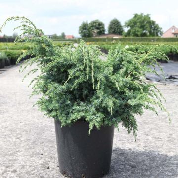 Juniperus chinensis Blue Alps