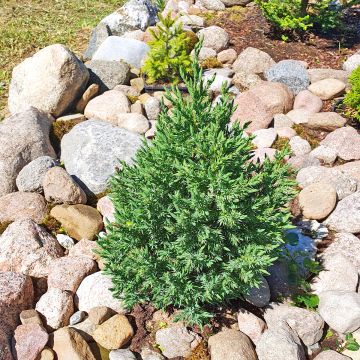 Genévrier de Chine - Juniperus chinensis Stricta